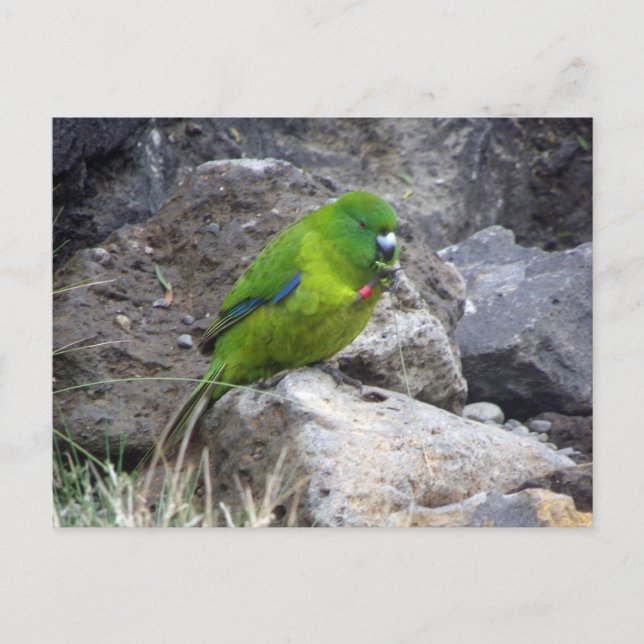 Cartão Postal Anípoda Ilha Parakeet (Frente)