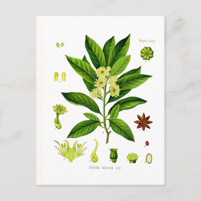 Cartão Postal Anis de estrela (Frente)