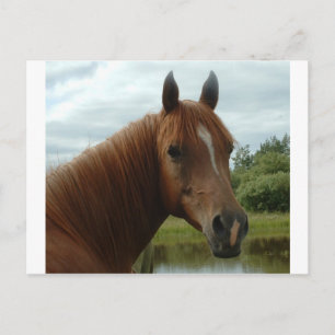 Cartão Postal Aniversário 012