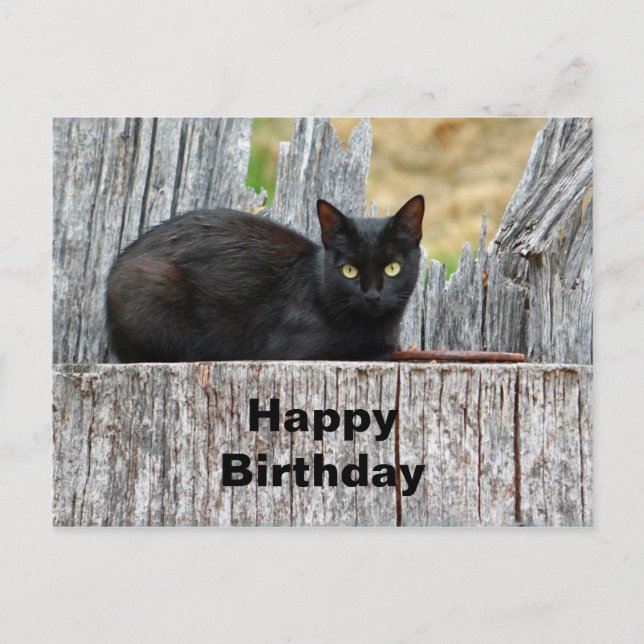Cartão Postal Aniversário da Foto do Log de Gato Preto bonito (Frente)