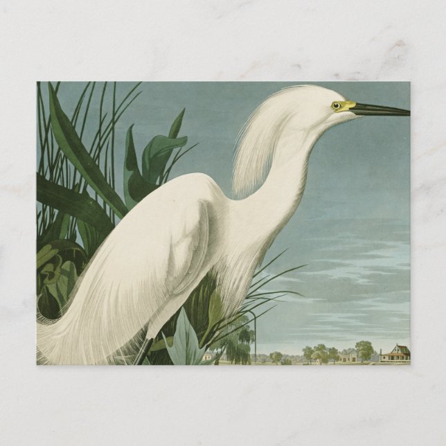 Cartão Postal Aniversário de Ave-de-Egrete Branca de Audubon Sno (Frente)