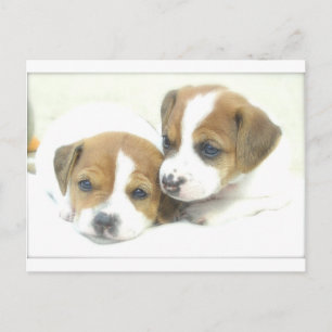 Cartão Postal Anjo Puppies