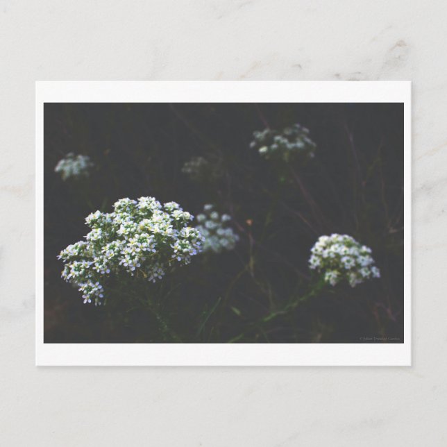 Cartão Postal "Anjos do Deserto" (Frente)