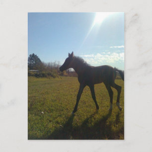 Cartão Postal AnjosVoandoNite