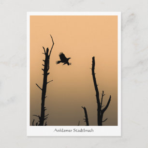 Cartão Postal Anklamer Stadtbruch