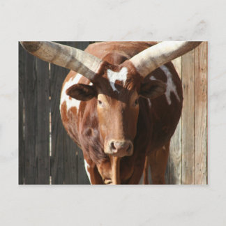 Cartão Postal Ankole-Watusi Steer Com Enormes Cornos