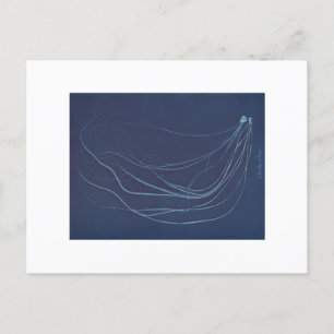 Cartão Postal Anna Atkins: Cianotipia Botânica