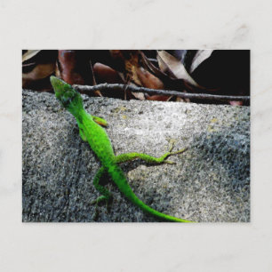 Cartão Postal Anole 6704