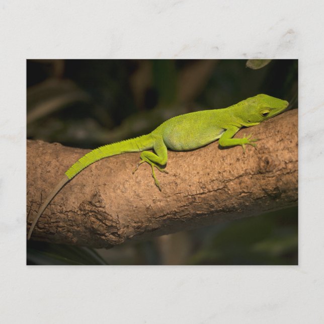 Cartão Postal Anole gigante jamaicana (Frente)