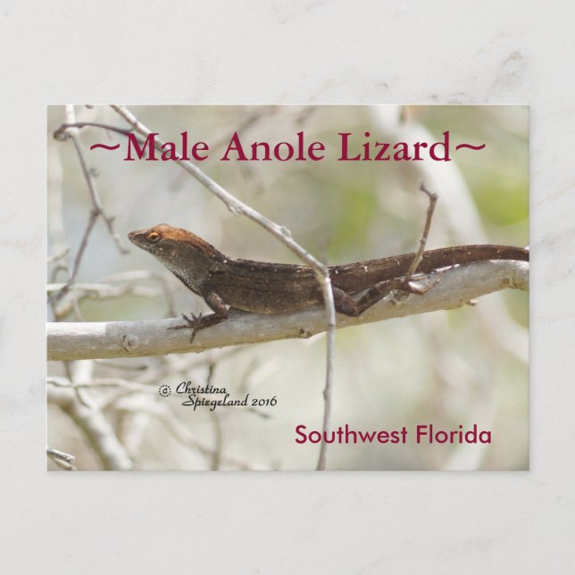 Cartão postal Anole Lagard Florida (Frente)