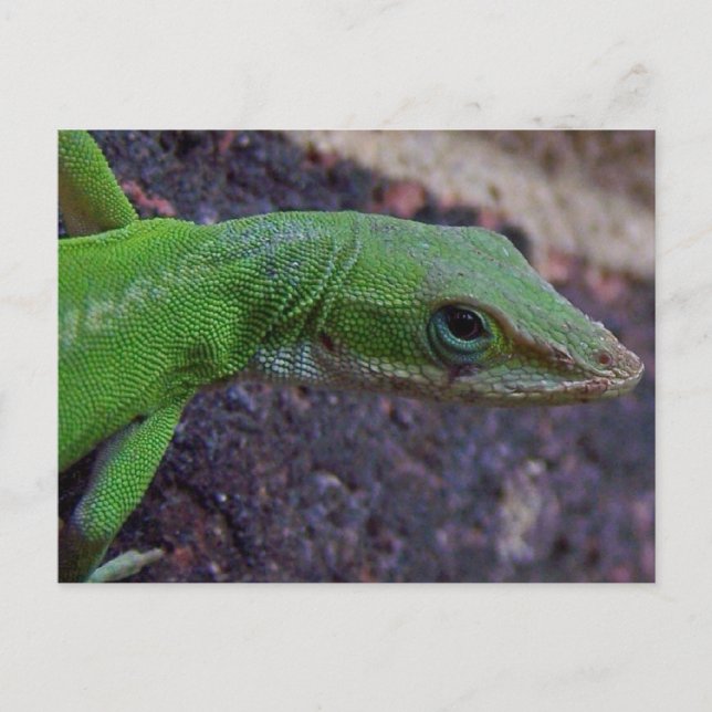 Cartão Postal Anole Verde (Frente)