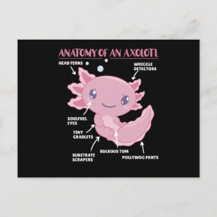 Cartão Postal Anotação Axolotl Anatomia De Um Axolotl