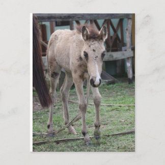 Cartão Postal Anse1