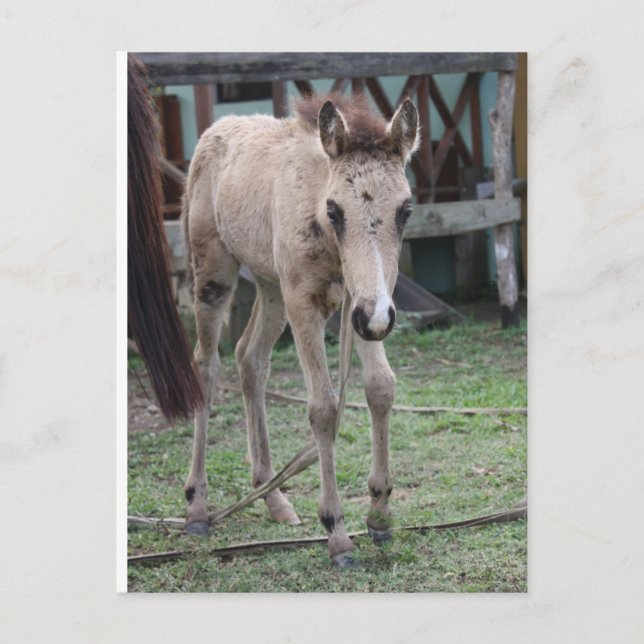 Cartão Postal Anse1 (Frente)