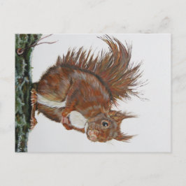 Cartão Postal Ansichtkaart Eekhoorn.