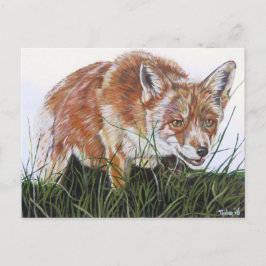 Cartão Postal Ansichtkaart Vos.