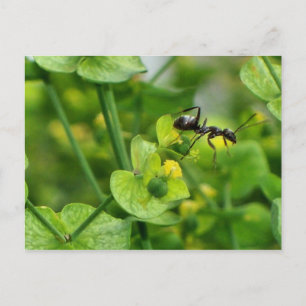 Cartão Postal Ant