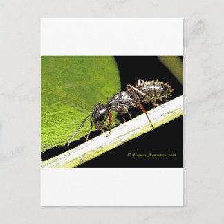 Cartão Postal ant b