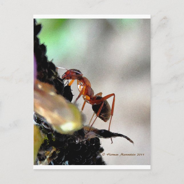 Cartão Postal ant g (Frente)