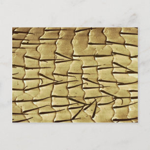 Cartão Postal Ant - perna dianteira