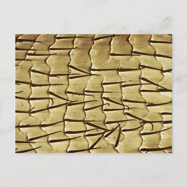 Cartão Postal Ant - perna dianteira (Frente)