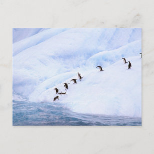 Cartão Postal Antarctica, Antarctic Peninsula. Chinstrap