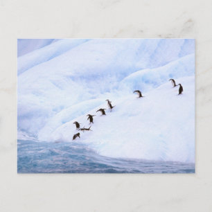Cartão Postal Antarctica, Antarctic Peninsula. Chinstrap