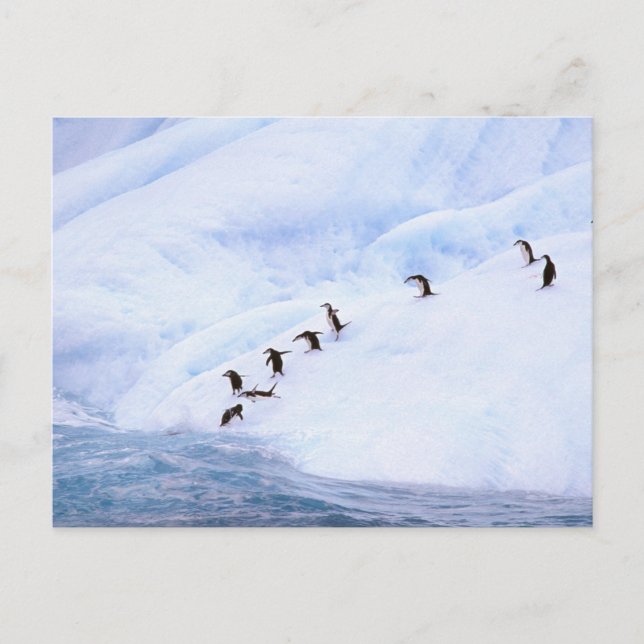 Cartão Postal Antarctica, Antarctic Peninsula. Chinstrap (Frente)