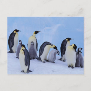 Cartão Postal Antártica, Emporer Penguin (Aptenodytes)