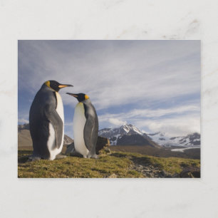 Cartão Postal Antártica, Ilha da Geórgia do Sul (Reino Unido), R