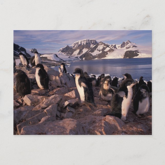 Cartão Postal Antártica, pintinhos de pinguins adereços (Frente)