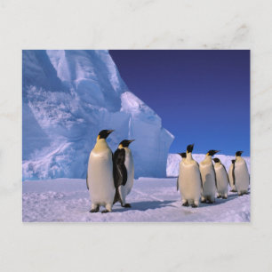 Cartão Postal Antártica, Território Antártico Australiano, 7