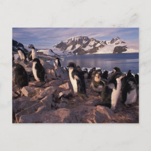Cartão Postal Antártida, filhotes de pinguim Adelie