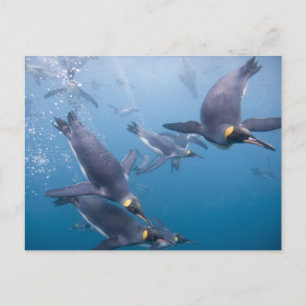 Cartão Postal Antártida, Ilha Geórgia do Sul (Reino Unido), 2