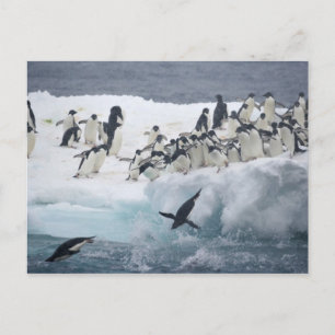 Cartão Postal Antártida, Ilha Paulet. Pinguins Adelie