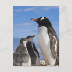 Cartão Postal Antártida, Neko Cove (Porto). Pinguim-de-gentoo 2