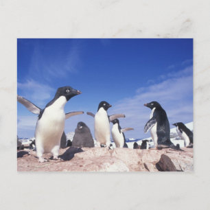 Cartão Postal Antártida, Pinguim Adelie Pygoscelis