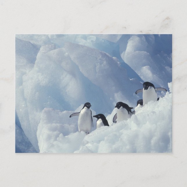 Cartão Postal Antártida. Pinguins-de-adélia (Frente)
