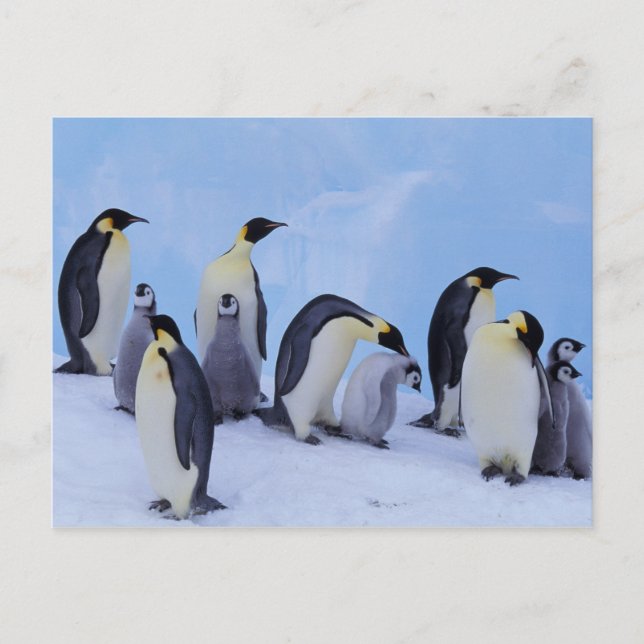 Cartão Postal Antártida, Pinguins Imperadores (Frente)