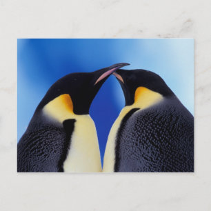 Cartão Postal Antártida, Pinguins Imperadores