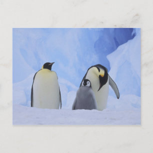 Cartão Postal Antártida. Pinguins-imperadores e filhote
