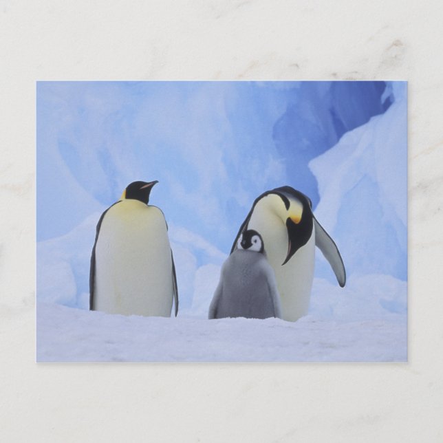 Cartão Postal Antártida. Pinguins-imperadores e filhote (Frente)
