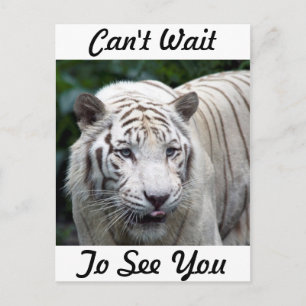 Cartão Postal Antecipação