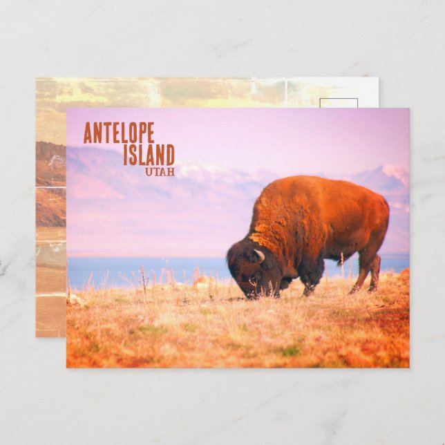 Cartão Postal Antelope Island Bison (Frente/Verso)