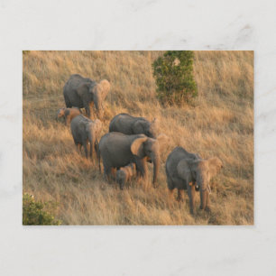 Cartão Postal antena da família elefante