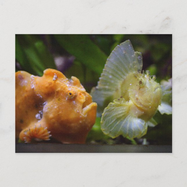 Cartão Postal Antennarius Commercial & Taenianotus triacanthus (Frente)