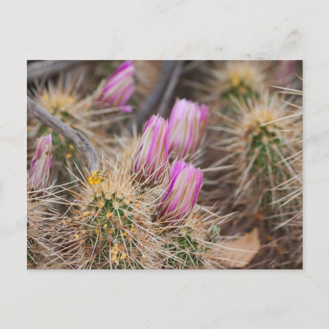 Cartão Postal Antes que floresça (Frente)