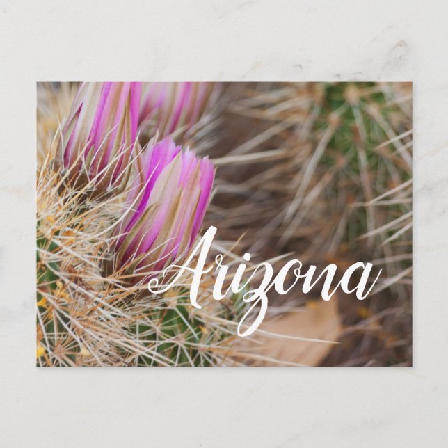 Cartão Postal Antes que floresça, Arizona (Frente)