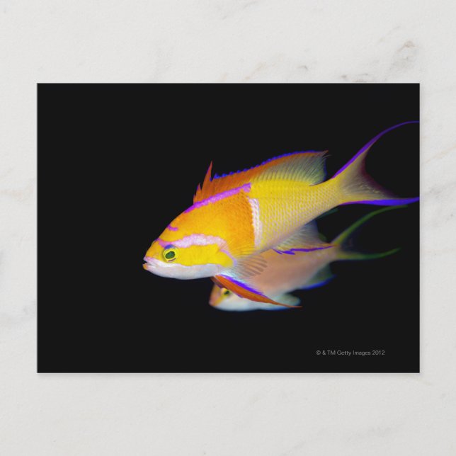 Cartão Postal Anthias Bar Branco (Frente)