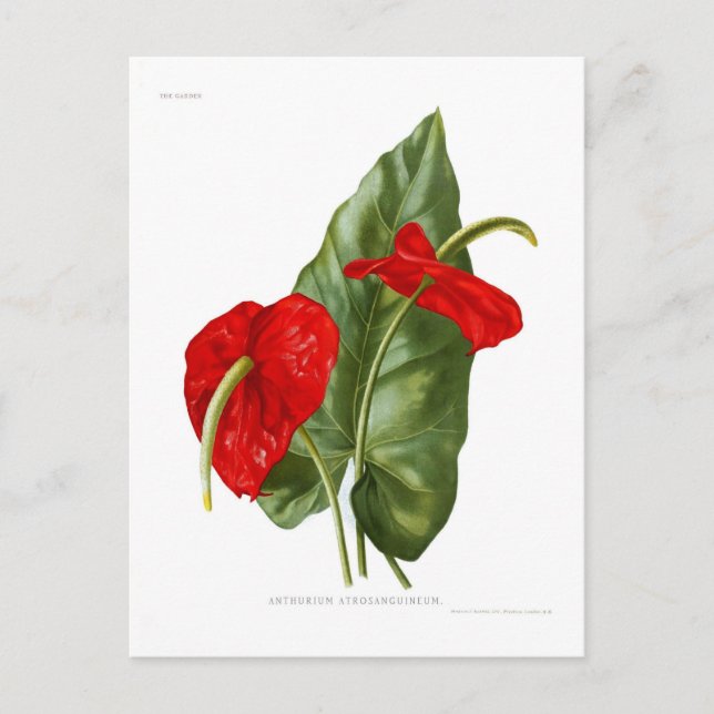 Cartão Postal Anthurium atrosanguineum (Frente)